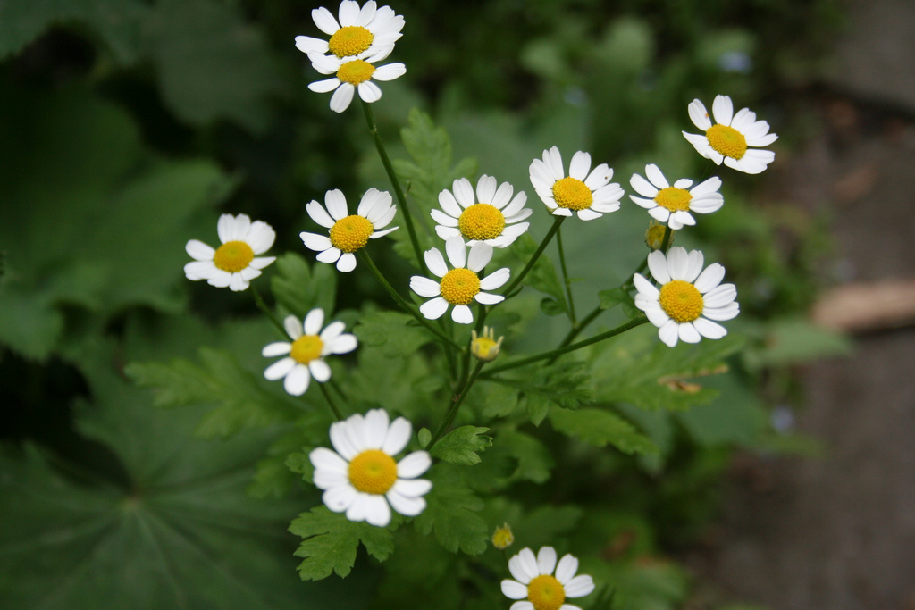 بابونه گاوی